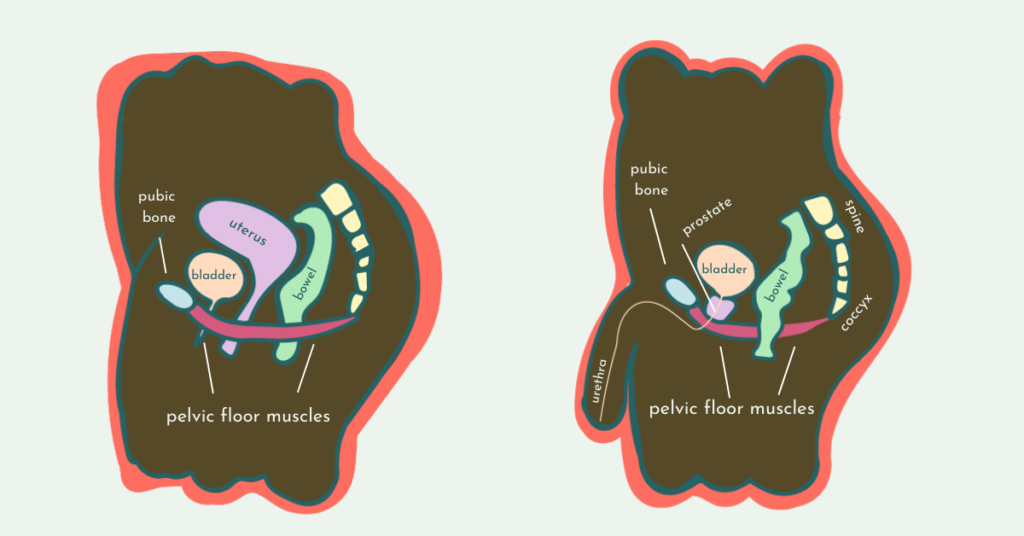 Pelvic floor diagrams showing how the pelvic floor supports the organs in the pelvic like the bladder, uterus, bowel, etc. 