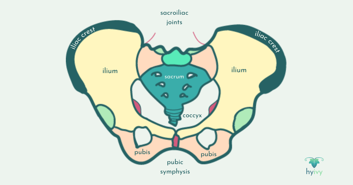 Pelvic bones labelled